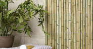 Bamboo (<!--#size-->)
