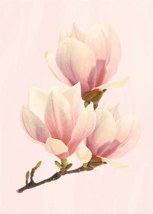 Аксима Агата Pink decor