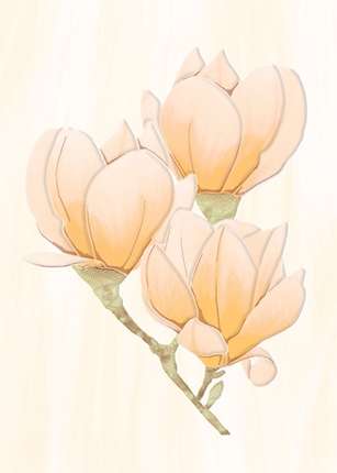 Аксима Крема Вставка D