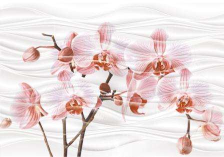 Аксима Орхидея Цветы D