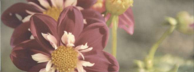 Керама Марацци Ньюпорт Георгина