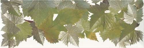 Монополь Moscatel Cen.Hojas Blanco