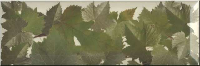 Монополь Tempranillo Cen.Hojas Crema