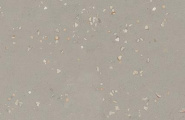 Kerama Marazzi Пунтум KM6060G1191R8ALT Подступенок Пунтум серый светлый матовый обрезной 60x14,5x0,8 фото-4