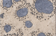 Cifre Core Core Blue Brillo 15x15 фото-7